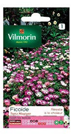 Vilmorin - Sachet graines Ficoïde Tapis magique