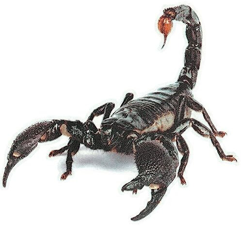 Wudaizhi Autoaufkleber 3D -autoaufkleber Halloween Autoabziehbilder 3D Tieraufkleber Skorpion Vinyl -Aufkleber Für Schlafzimmer Fenster Kühlschrank Toilettenwagenwagen Dekoration