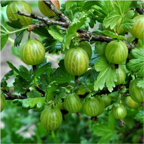 3 Green Gooseberry Plants/Ribes uva-crispa 'Invicta', Ready to Fruit