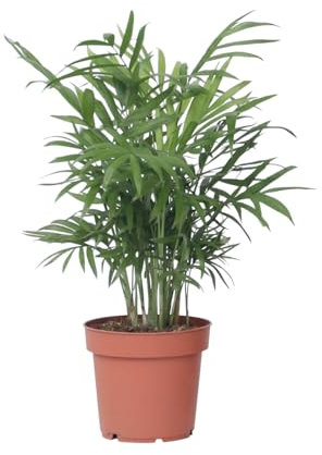 Plant in a Box - Palma della fortuna - Chamaedorea elegans - Altezza 30-40cm - Pot 12cm - Pianta da interno - Verde
