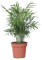 Plant in a Box - Palma della fortuna - Chamaedorea elegans - Altezza 30-40cm - Pot 12cm - Pianta da interno - Verde