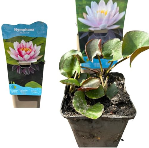 Nymphaea Seerose – Winterharte Teichpflanze für Terrassenteiche, Fässer & Gartenteiche (Rot)