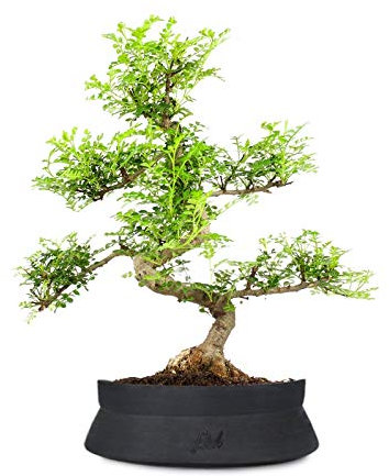 Pepe Bonsai Altezza 45 cm, Pianta Vera,Pianta da Interno, Vaso Artigianale di Terracotta- Nero Space