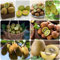 200 pcs kiwibeeren pflanze kaufen samen - bonsai baum dankeschön geschenke klein dachbegrünung Actinidia chinensis, bonzai baum pflanztopf winterharte kübelpflanzen obstbäume deko