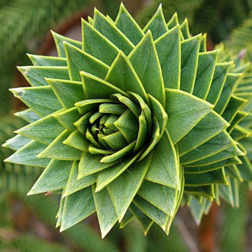 Araucaria Araucana - Monkey Puzzle Tree - Majestic Evergreen Conifer for Ornamental Gardens – 3X 1 Litre Potted Plant by Thompson & Morgan