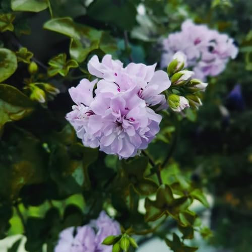 stehende geranien samen, pelargonium samen balkonpflanzen winterhart, schnittblumen samen gartenblumen, zimmerpflanzen samen blumenwiese samen, schattenpflanzen seltene pflanzen, 70pcs