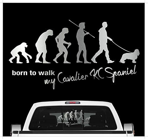 siviwonder Cavalier King Charles Spaniel Evolution Autoaufkleber Hund Aufkleber Folie Farbe Silber Metallic, Größe 60cm