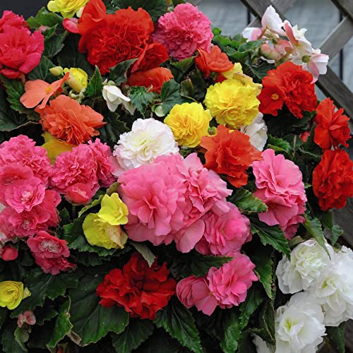 Begonia Bulbs 'Non-Stop Mixed' Tuberous Half-Hardy Perennial Fully Double Blooms Brightly Colours Mix Weather Resistant Easy to Grow Your Own Flowers, 20x Tubers by Thompson & Morgan (20)