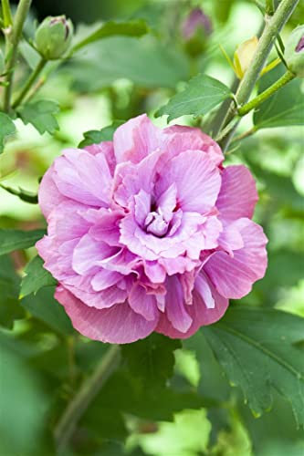 Hibiscus syriacus 'Duc de Brabant' 40-60 cm - Gartenhibiskus, purpurrote Blüten, Blütezeit Juli-Oktober, ideal für Hecken, pflegeleicht und winterhart