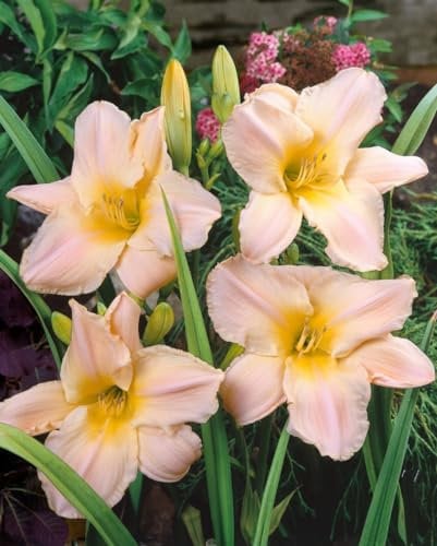 Taglilie 'Gentle Shepherd' im Topf Hemerocallis winterhart duftend