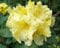8 Seeds - Gelbe Blumen - Rhododendron campylocarpum