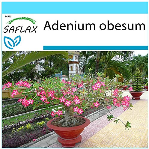 SAFLAX - Confezione regalo - Rosa del deserto - 8 semi - Adenium obesum