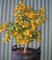 Kumquat Pequeño árbol que produce fruto 100 semillas de interior/exterior