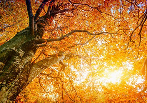 wandmotiv24 Fototapete Baumkronen Herbst Lanschaft, XXL 400 x 280 cm - 8 Teile, Wanddeko, Wandbild, Wandtapete, Baum, Gelb, Orange M1462