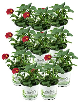 10er Set Erdbeere Toscana F1 (Fragaria x ananassa), Rote Blüte, Hängeerdbeere Pflanze