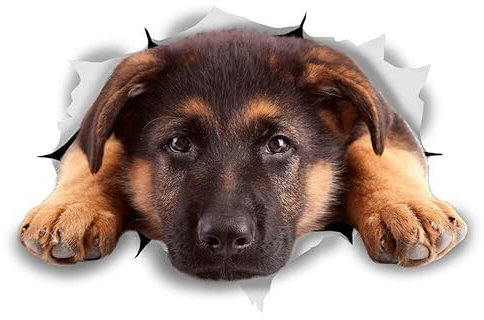 WildeBabsKLBT 15cm hochwertiger Aufkleber Sticker Decal Autoaufkleber German Shepherd Deutscher Schäferhund Welpe Hund D768 3D-Effekt Rand Silber