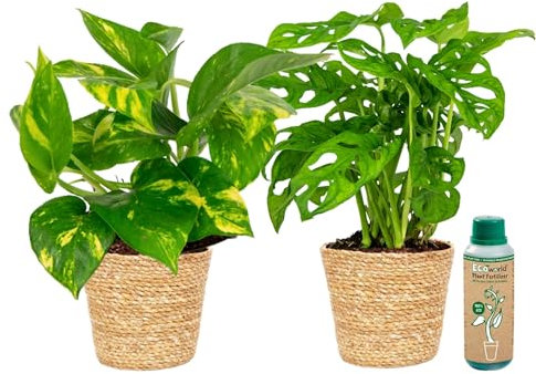 vdvelde.com - Ecoworld Efeutute planze und Monstera - 100% Eco - im Efeutute und Monstera mit dekorativem Seegras Dekotöpfe Topf - Topf 12 cm + Zimmerpflanzen Buch und Dünger aus eigener Gärtnerei