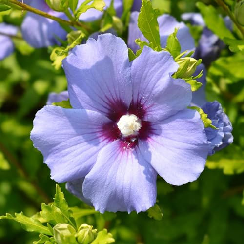 GreenboutiQ - Sträucher - Hibiscus syriacus Oiseau Blue - Blüte Blau - 1 Pflanze - Laubabwerfend - Wenig Pflege - Topf 17cm Höhe 45cm