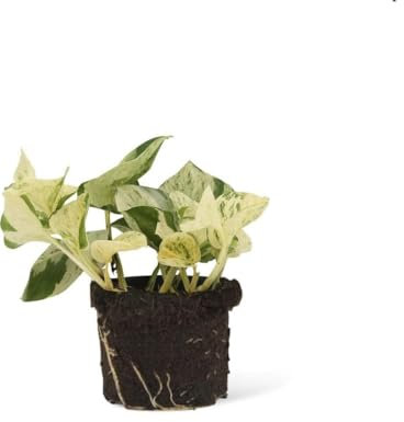 Pothos Happy Leaf Planta Epipremnum Marble Queen Poto Variegata