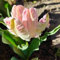 6 pcs tulpenzwiebeln winterhart mehrjährig, Wildtulpen Zwiebeln, winterharte pflanzen, geschenke für gartenfreunde tulip tulpenzwiebeln kaufen - Tulipa gesneriana - deko wohnzimmer,
