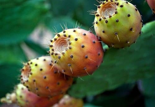 30 Graines de Figuier de Barbarie, Opuntia ficus-indica seeds: Seeds: Only Seeds