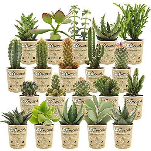 vdvelde.com - Ecoworld Mini Kakteen und Sukkulenten echte pflanzen 20 Stuck - Verschiedene Arten sehr pflegeleicht, benötigen wenig Wasser - 10 kaktus und 10 sukkulente Ø 6 cm - Höhe 8-15 cm
