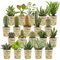 vdvelde.com - Ecoworld Mini Kakteen und Sukkulenten echte pflanzen 20 Stuck - Verschiedene Arten sehr pflegeleicht, benötigen wenig Wasser - 10 kaktus und 10 sukkulente Ø 6 cm - Höhe 8-15 cm