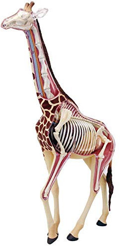 Giraffe Anatomisches Modell - 4D Vision Giraffe Modell - Medizinisches Anatomie Tiermodell mit abnehmbaren 27 Organen Körperteilen - für Studium Medizinisches Lehrmodell Puzzle Montage Spielzeug