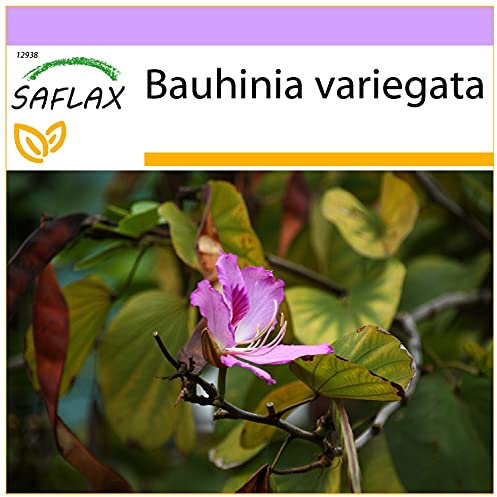 SAFLAX - Orchideen-Baum - 8 Samen - Bauhinia variegata