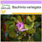 SAFLAX - Orchideen-Baum - 8 Samen - Bauhinia variegata