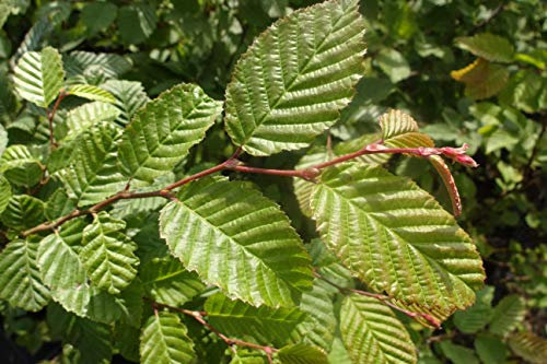 25st. Hainbuche 60-80cm Heckenpflanzen Carpinus betulus Hecke Weißbuche Gartenhecke Hainbuchen Wurzelware