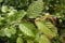 25st. Hainbuche 60-80cm Heckenpflanzen Carpinus betulus Hecke Weißbuche Gartenhecke Hainbuchen Wurzelware