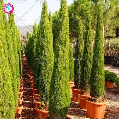 20PCS rara cipresso Semi di conifere semi di conifere perenne pianta in vaso da giardino fai da te per la casa