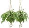 Kokodama Monstera Minima Hang - Hole Pflanze | 2 Stück - 25cm - Ø15cm - Zimmerpflanze - Immergrün - Multideal