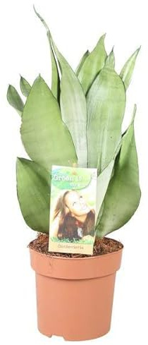 Bogenhanf Sansevieria Moonshine – Zimmerpflanze – Ø14cm – ca. 40cm hoch – Silbergrüne, robuste Blätter – Pflegeleicht & anpassungsfähig