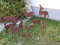 Zen Man Edelrost Hirschfamilie Metall-Hirsch REH Rost Metall Rostfigur Metalldeko Gartenfigure Weihnachten Weihnachtsdeko (3: 25*H39cm)