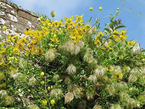 Clematis Tangutica Oro Clematis 20 Semi Gialli di Bell Fiori Climber Ukfreepp