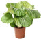 Calathea Orbifolia ca. 80 cm - Korbmarante Zimmerpflanze – Pflegeleichte, Dekorative Pflanze für das Zuhause - Luftreinigend & Schattentolerant