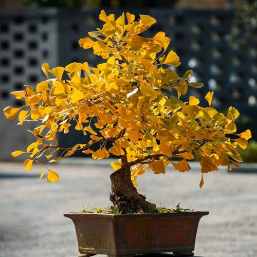 30 Pcs Ginkgo Baum Samen, Bio Saatgut, Bonsai Baum Echt (Ginkgo Biloba) Extrem Winterharte Kübelpflanzen, Herbstpflanzen Winterhart Bonsaibaum, Seltene Pflanzen Gartendeko Für Draußen