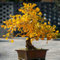 30 Pcs Ginkgo Baum Samen, Bio Saatgut, Bonsai Baum Echt (Ginkgo Biloba) Extrem Winterharte Kübelpflanzen, Herbstpflanzen Winterhart Bonsaibaum, Seltene Pflanzen Gartendeko Für Draußen