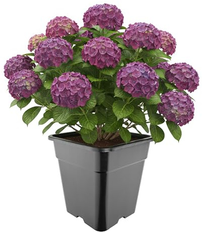 Garronda Pflanztopf Kunststoff hoch 33 x 33 x 34 cm (25L) eckig mit Drainagelöchern Blumentopf PP Pflanzgefäß für Garten Gewächshaus Balkon Anzucht Innen Außenbereich Schwarz GD-0201