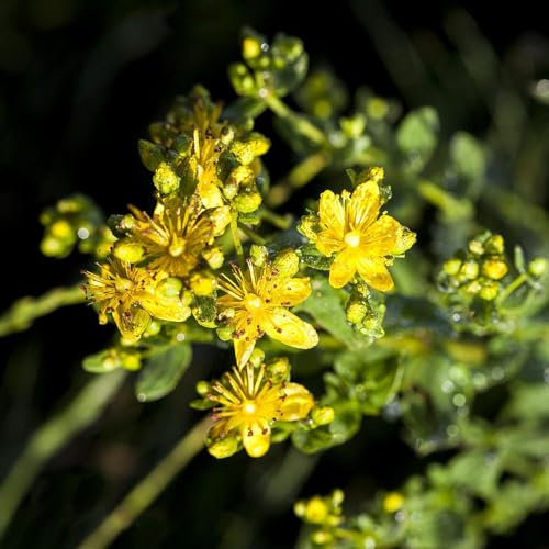 1000 piezas Semillas de hierba de San Juan perenne, regalo de cocina, regalo de plantación, verdadera hierba de San Juan - Hypericum perforatum - balcón de cama de hierbas, semillas