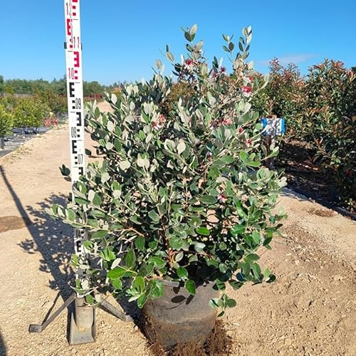 PianteWeb pw-feijoa-rosa-40