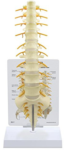 GPI Anatomicals 1510 Kreuzbein T8 Modell