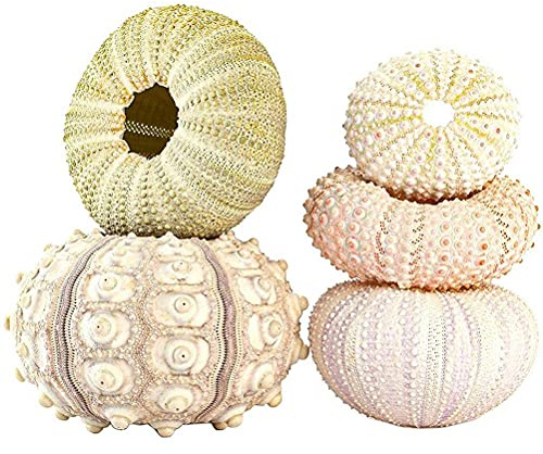 Atyhao Pots de Plantes à Air Suspendus en Coquille D'oursin, Parfaits pour la Décoration de la Maison, Paquet de 5 (Ensemble de 4 pièces)