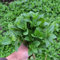 1500 piezas Semillas de menta marroquí - Mentha spicata - jardín de hierbas plantas exóticas semillas semillas de hierbas semillas plantas de interior plantas de jardín flores perennes