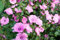 1000 Samen Bechermalve Lavatera trimestris Garten Balkon Blumen Malve Pappelrose