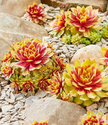 BALDUR Garten Sempervivum 'Gold Nugget®',2 Pflanzen, winterharte, immergrüne, farbintensive Staude, garantierter Blickfang im Beet & Kübel, pflegeleicht, trockenheitsverträglich, mehrjährig
