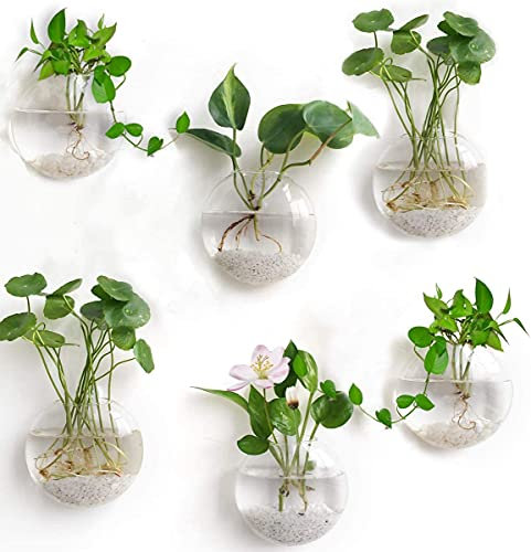 Set di 6 vasi da fiori da parete in vetro trasparente per piante aeree, Tillandsia, idroponica, acquatica, decorazione da parete