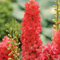 Ponak Neue 100 Stück Rittersporn Blumensamen Rot